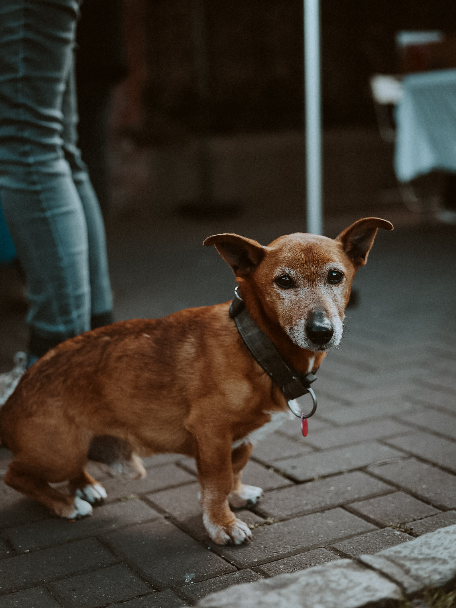 Smallest market vendor ever, he has four legs and rather hairy, I think this may actually, or wait yes, this is just a dog, a cute dog that is.